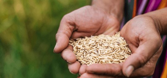 Pure Seeds